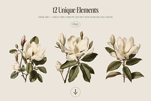 Magnolia - Botanical Illustrations