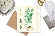 Vintage botanical medical plants, a Healthcare Illustration by LABFcreations (Thumbnail 3 of 6)
