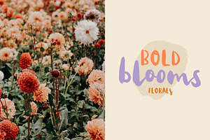 Calliope Casual Brush Font