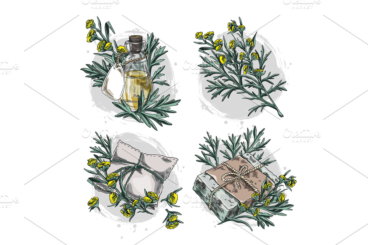 Wormwood plant and bottle of oil, an Object Illustration by Sabelskaya
