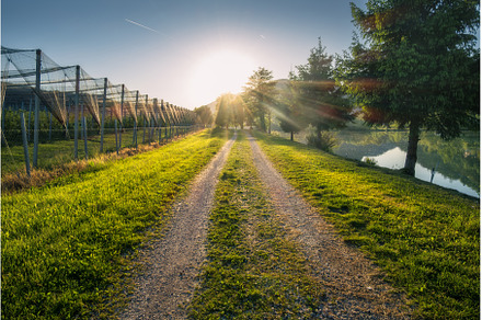 Sun shining over gravel road next to