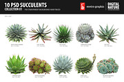 10 PSD Succulents Collection 1, an Object Graphic by envirographic (Thumbnail 1 of 4)