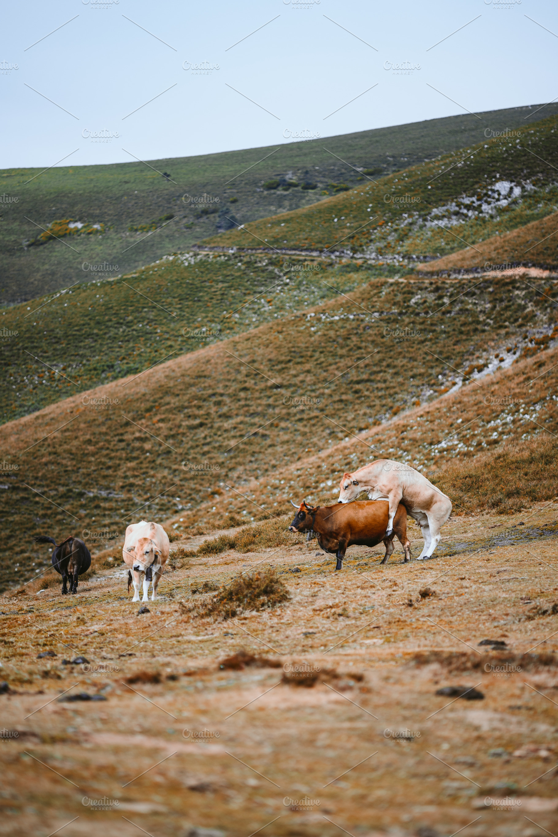 Cows on mountain pasture, an Animal Photo by SkyNext