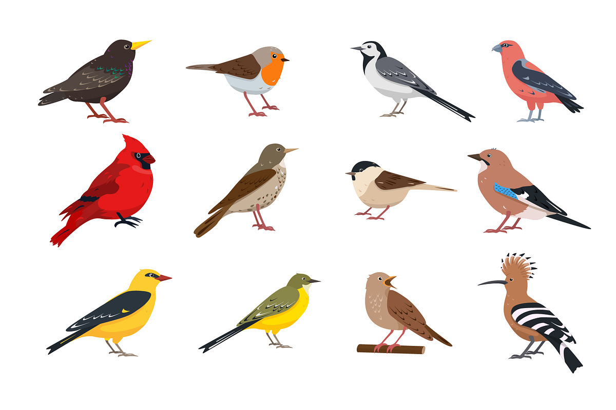 Bird collection, an Animal Illustration by Elena Istomina (Photo 4 of 7)
