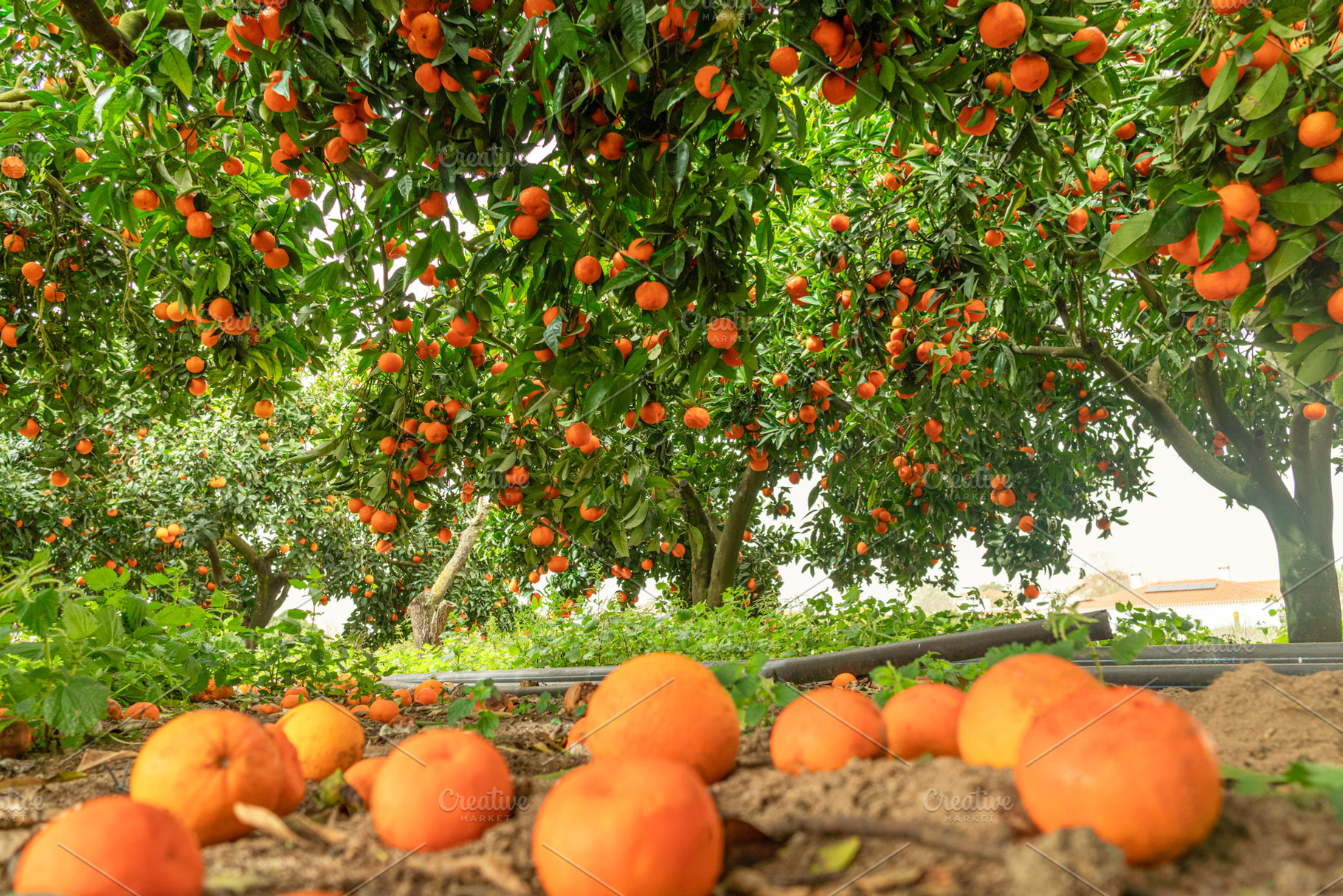 Tangerine fruits on the ground and trees with fruits at the back, a Food & Drink Photo by Volff