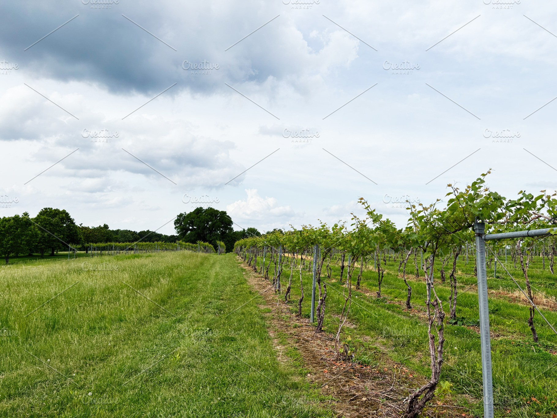 Vineyard row landscape in Indiana with green vines, open field, and dramatic cl, a Photo by AS photostudio