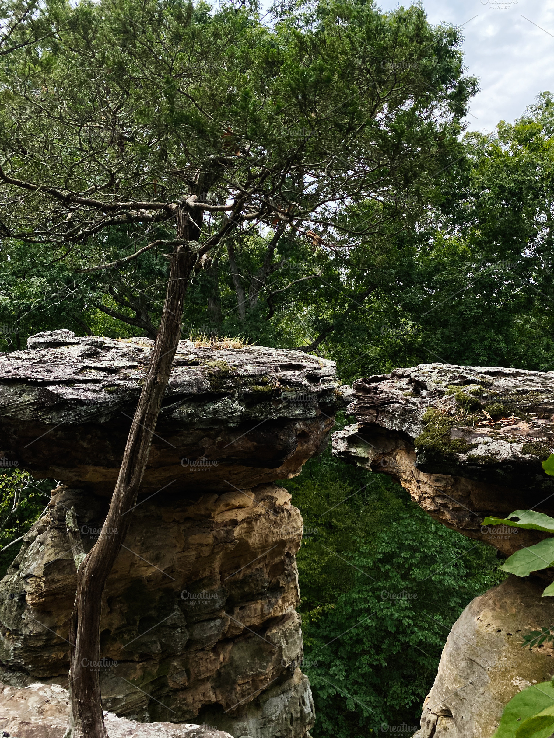 Tree Grows Devil’s Standtable Nature Trail Between Dramatic Rock Ledge in a F, a Photo by AS photostudio