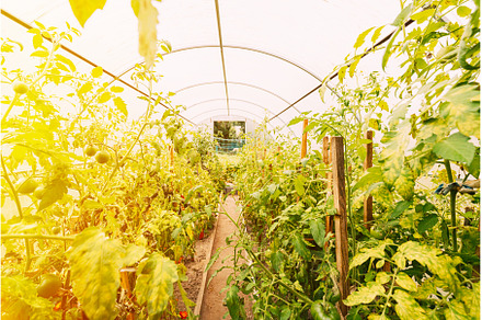 Bush Of Tomatoes Vegetables Growing, a Nature Photo by Our Amazing World