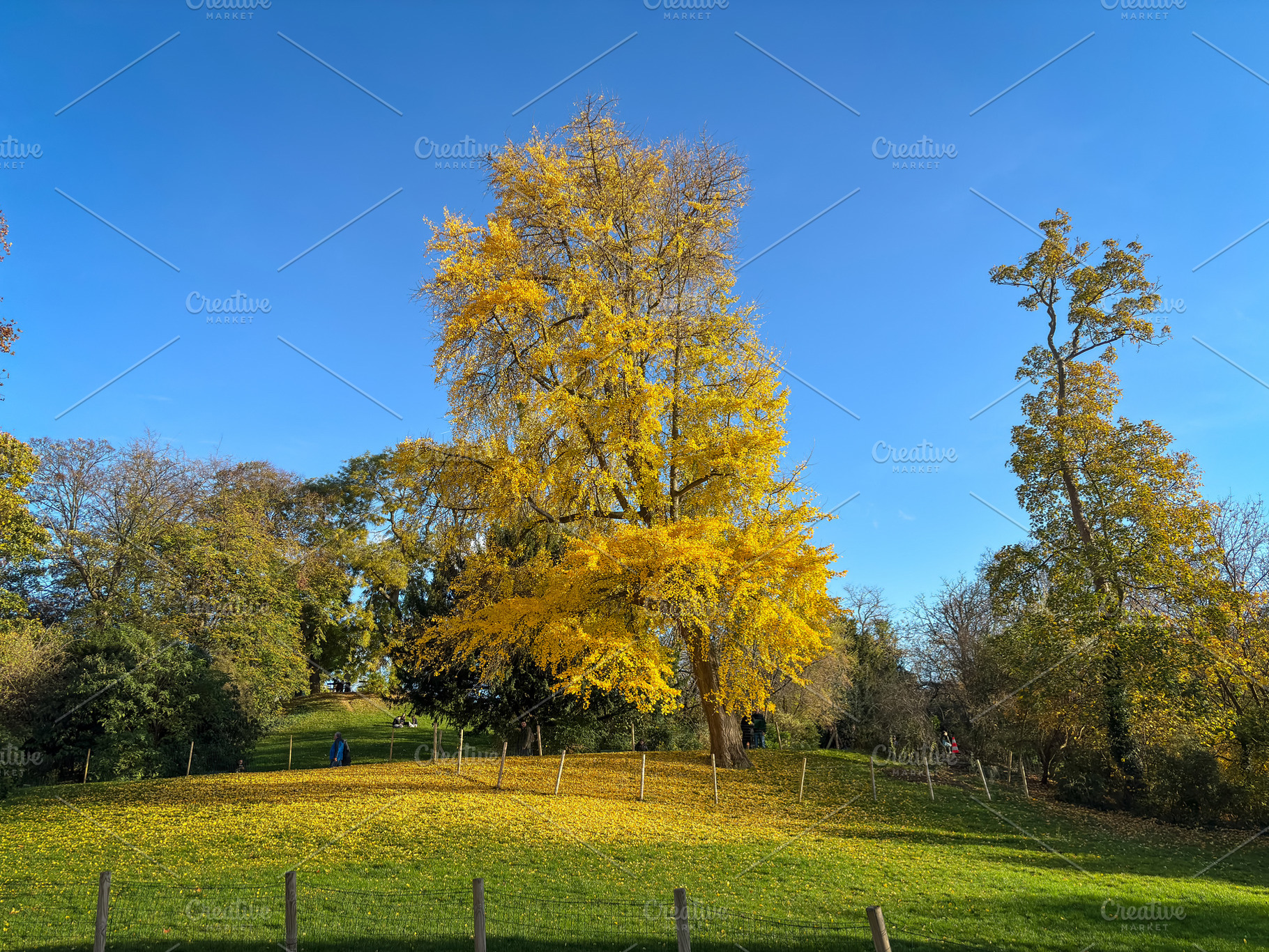 Bright Ginkgo biloba tree on autumn hill in Paris, France, a Nature Photo by GoodGoods