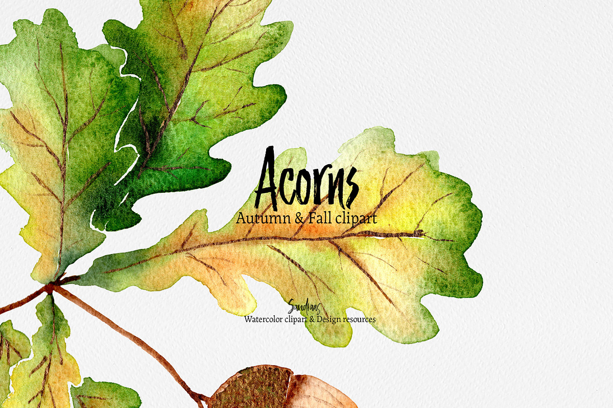 Autumn clip art: ACORNS watercolor, an Illustration by SandraGraphicDesign (Photo 6 of 7)