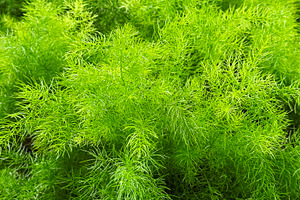 Asparagus fern in the garden, a Nature Photo by ArtBackground