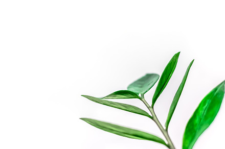 Green plants leaves on white background, a Nature Photo by Dvoevnore photos