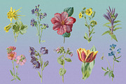 Atlas of Flowers - Botanical Art Set, an Object Graphic by Graphic Goods (Thumbnail 12 of 12)