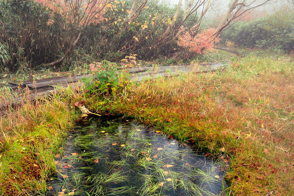Japan Alpine Autumn & Misty Forests, a Nature Photo by Silent Nature (Photo 1 of 5)