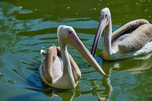 White adult pelican swimming on a pond with green water, an Animal Photo by ndanko