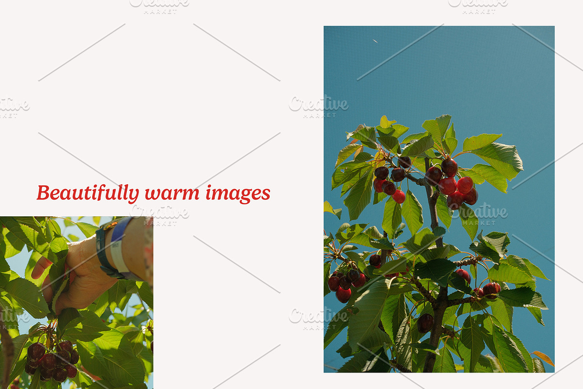 Cherry Photo Collection - NO AI, a Nature Photo by Merinda Designs (Photo 3 of 3)