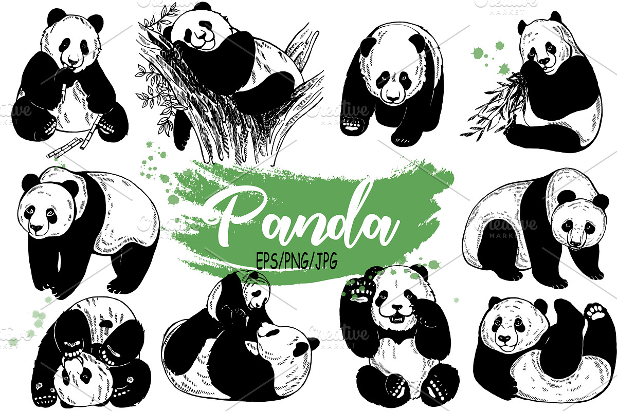 Panda, an Animal Illustration by Ecaterina Sciuchina (Photo 1 of 6)