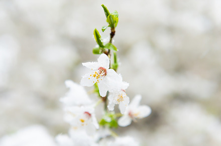 White flowers of branch cherry tree, a Nature Photo by Vapi
