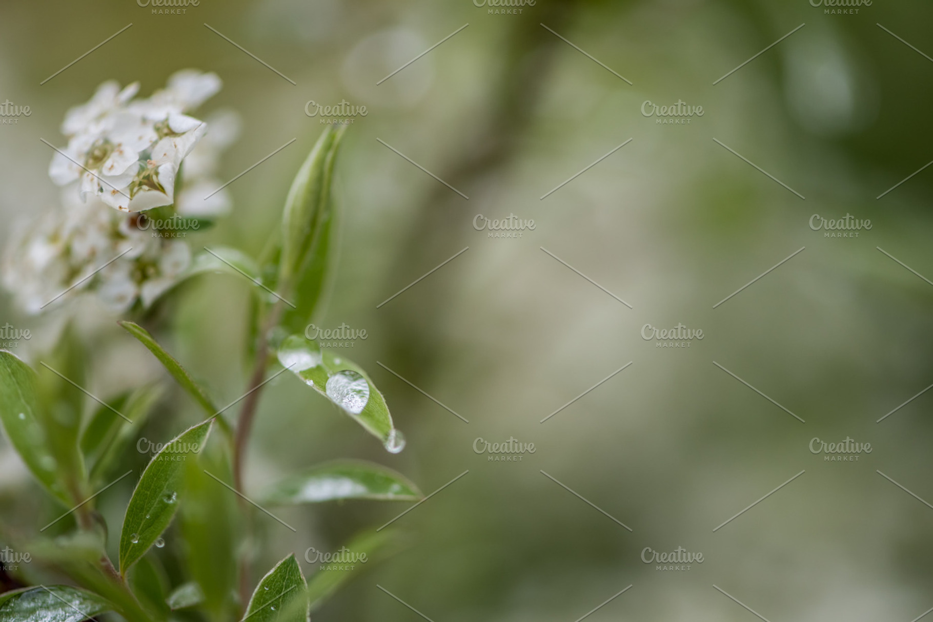Summer rain, a Nature Photo by ChristianThür Photography