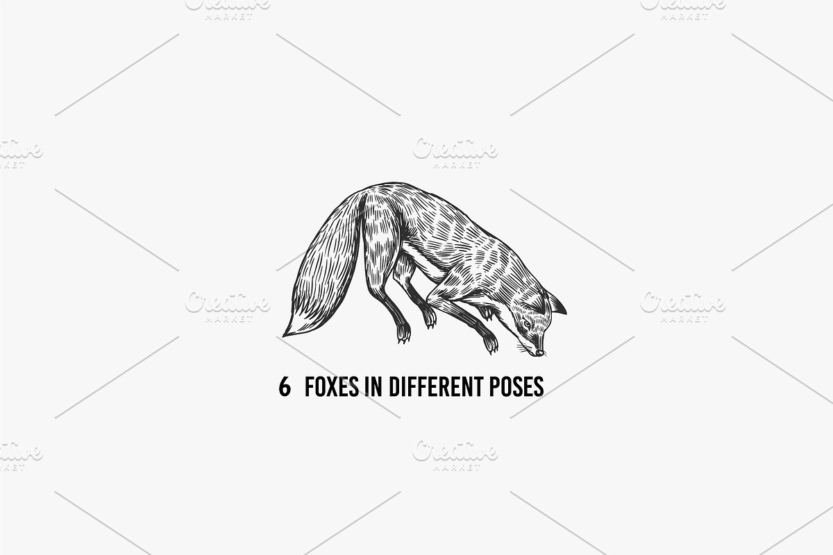 Big set bundle. Animals fox, wolf, an Animal Illustration by Arthur Balitskiy (Photo 6 of 9)
