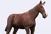 3DRT - Domestic animals - Horse, an Animal 3D Model by 3DRT.com (Thumbnail 2 of 3)