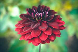 Burgundy Dahlia Flower