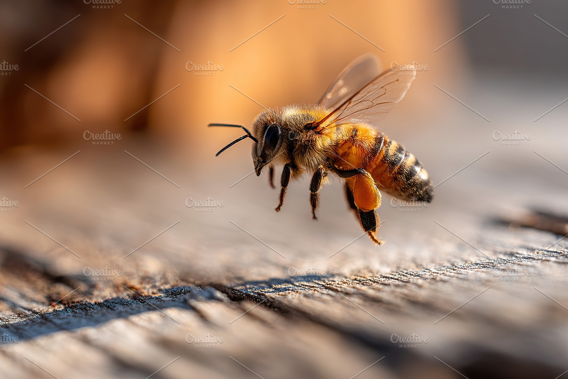 Close-up view of a honeybee landing on wood in a sunny garden, an Animal Photo by AlyaAnd