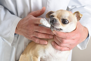 Veterinarian examining Chihuahua teeth closely