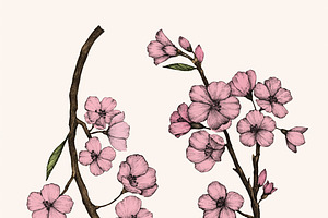 Cherry Blossom flower, an Illustration by rawpixel