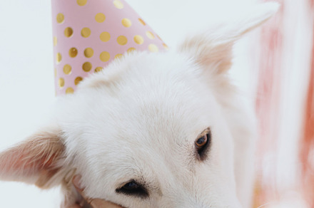 Hand caressing cute dog in pink party hat on background of pink, an Animal Photo by Sonjachni