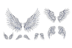Angel wings sketch, pair of heraldic, an Animal Illustration by Sabelskaya