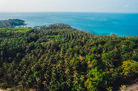 High angle coconut tree plantation on a tropical island, a Nature Photo by Art Rachen