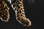 Animal Legs - 49 images, an Animal Photo by Handmadefont (Thumbnail 8 of 13)