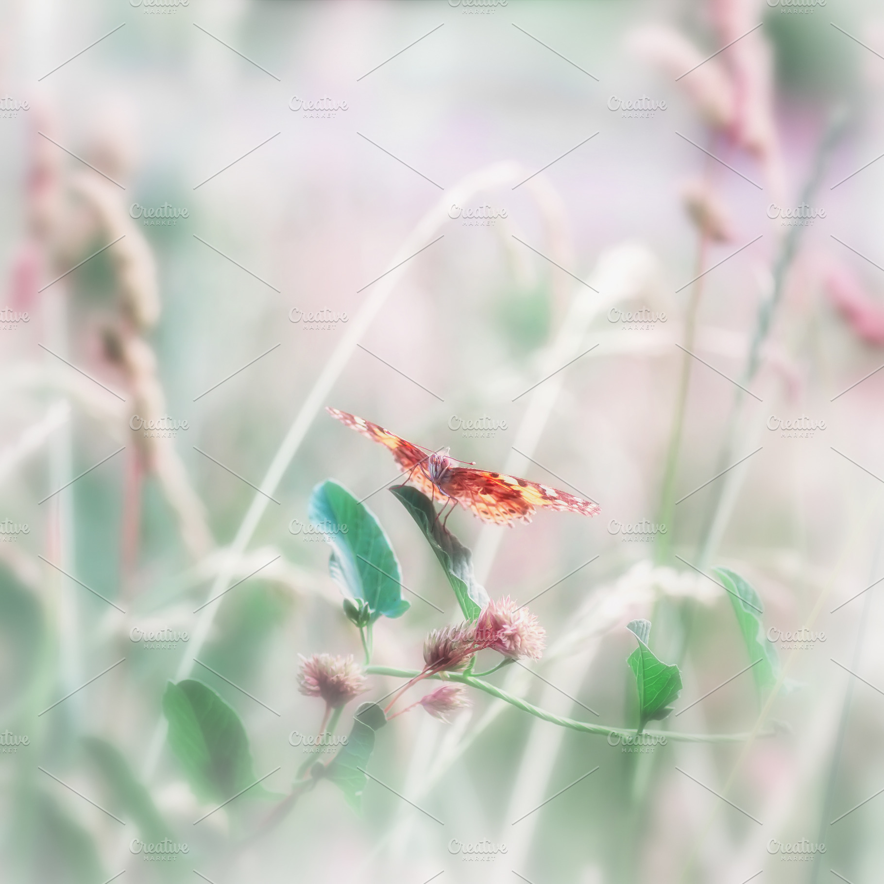 Butterfly on green grass, a Nature Photo by Vladimir Kazimirov
