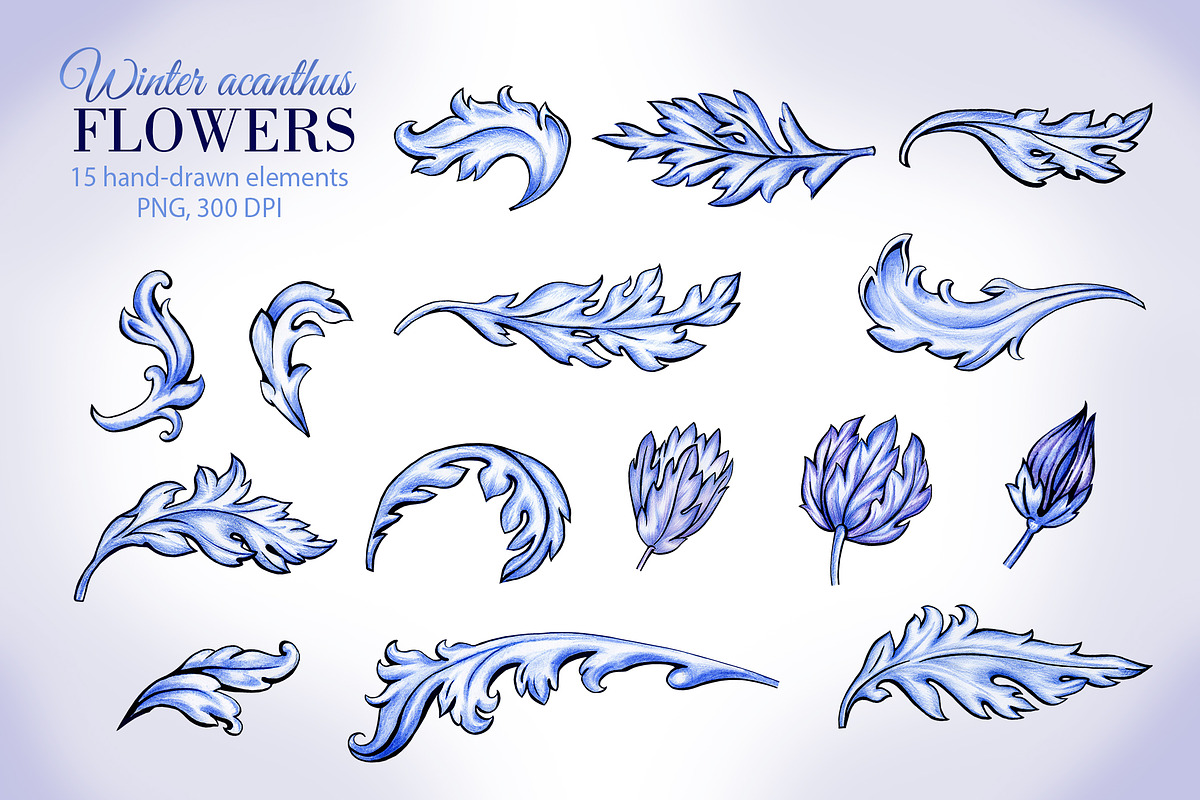 Winter acanthus Flowers, a Decorative Illustration by L- design studio (Photo 2 of 7)