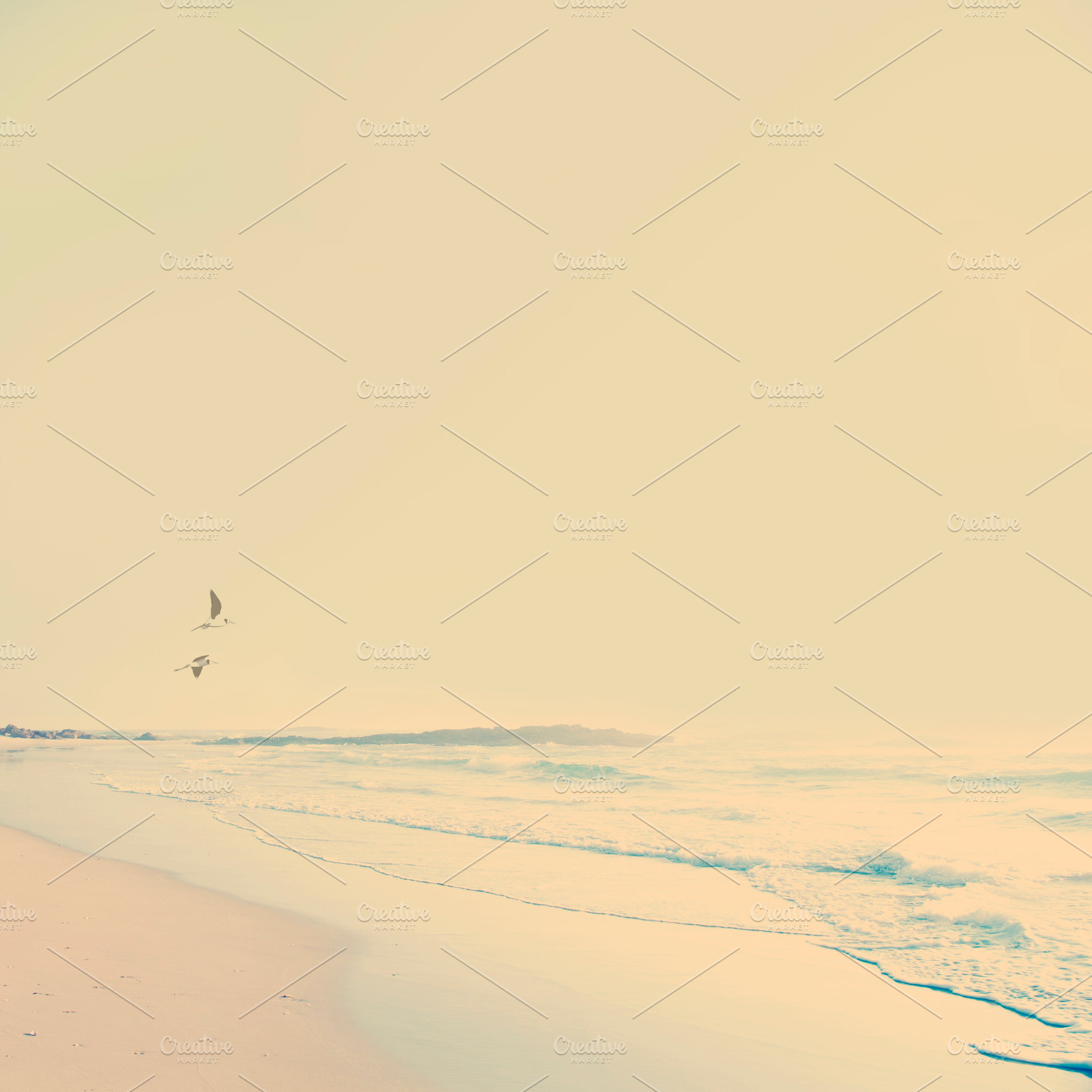 Vintage Beach Birds, a Nature Photo by THP Creative