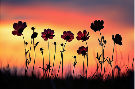 The warm glow of sunset frames, a Nature Photo by Lermont51