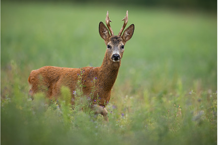 Side view of a roe deer buck looking, an Animal Photo by WildMedia