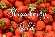 Mastyr, a Script Font by Digital Typeface Studio (Thumbnail 6 of 6)