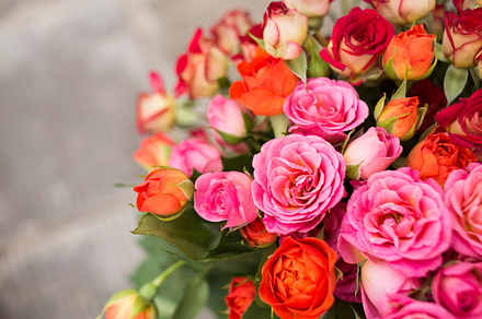 Soft color Roses Background, a Nature Photo by sunapple