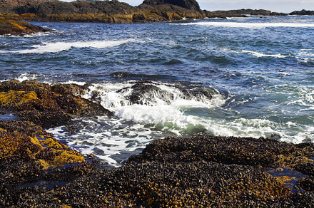 Evening surf at the western coast of Canada, a Nature Photo by kavram