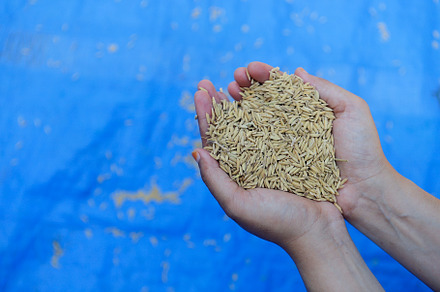Heart-Shaped Handful of Paddy Rice