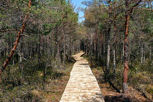 Wooden walkway in the forest, a Nature Photo by BOOCYS