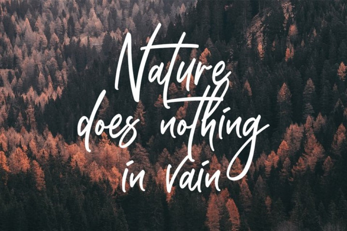 Stinkley, a Script Font by Ditatype (Photo 4 of 6)