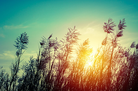 Grass flower with sunset stock photo containing grass and macro, a Nature Photo by Pushish Images