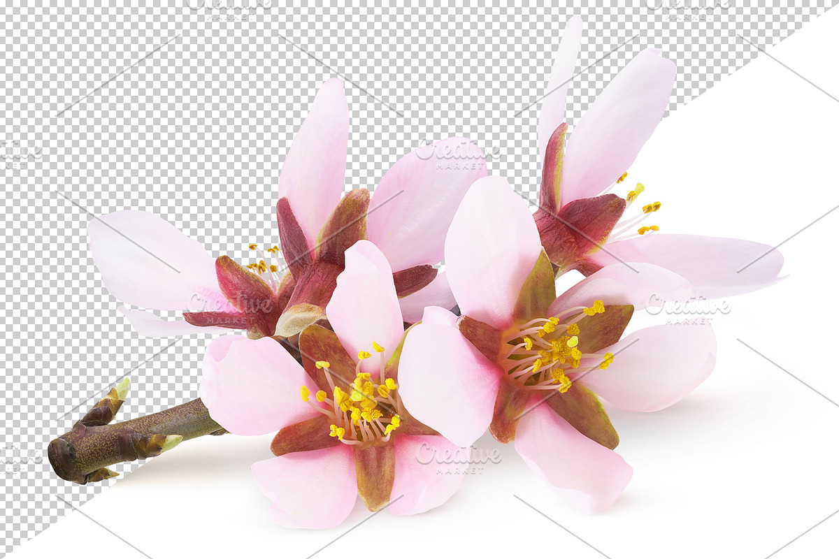 Pink almond blossoms, an Object Graphic by Fruits+Veggies (Photo 2 of 9)