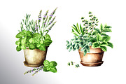 Kitchen Herbs. Watercolor collection, a Healthcare Illustration by Daria Ustiugova (Thumbnail 5 of 9)