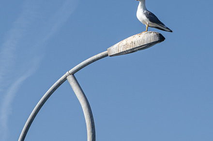 One Beautiful white gull is sitting, an Animal Photo by Illustrations&photos