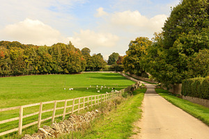 Rural English countryside landscape featuring sheep grazing in a, a Photo by Studio ANNA