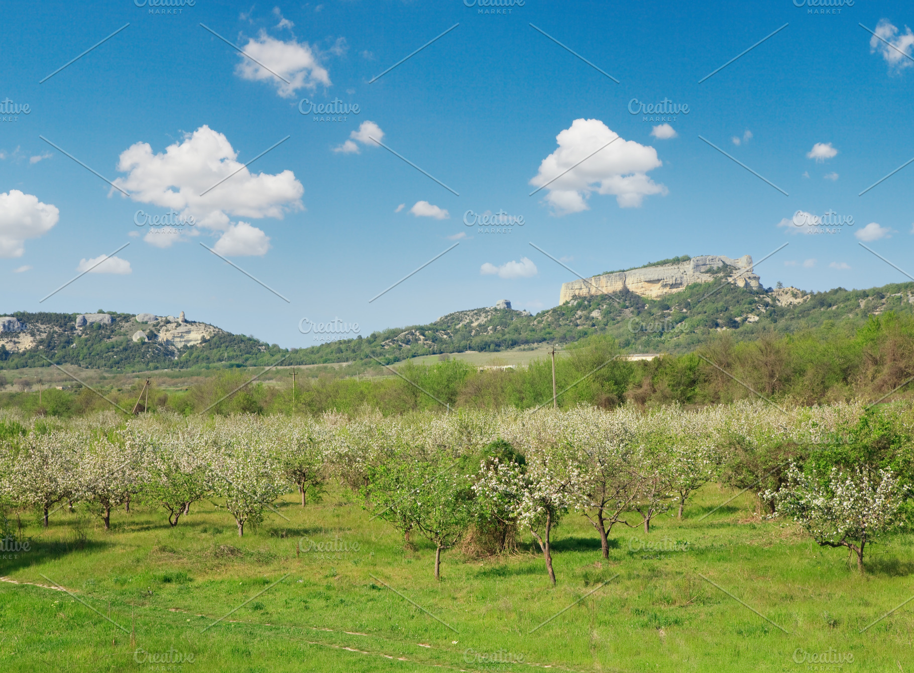 Spring blossoming garden of peach tree, a Nature Photo by YuriyB